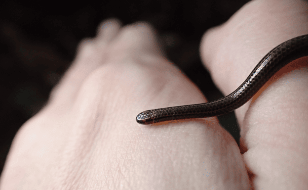 Жінка потрапила в реанімацію через укус змії на Львівщині: що відомо