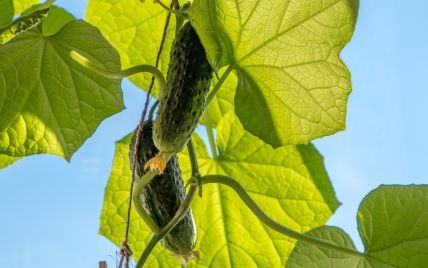 Роль бражників у рості огірків