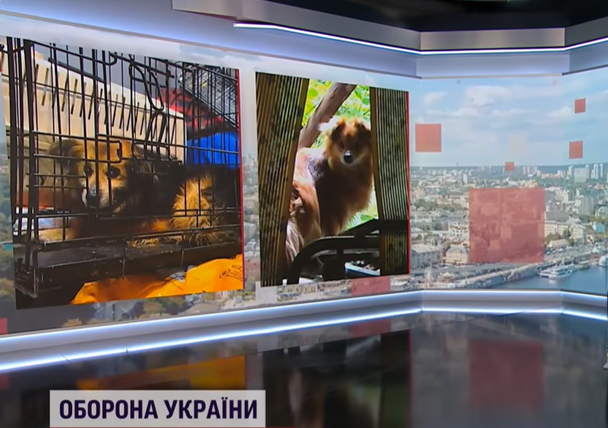 Ганявся за пташками, щоб вижити: історії псів Пушка і Рея, я