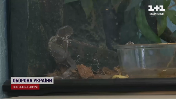 Хамелеон