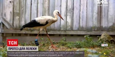 Чеський школяр виготовив 3D-протез для скаліченого лелеки | Новини світу