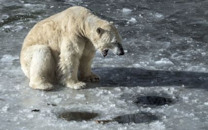 Півсотні білих ведмедів "захопили" село на російській Чукотці