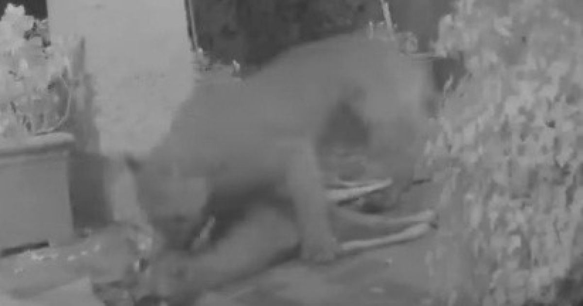 Американець випадково зняв на відео, як лев вбив оленя на ганку його будинку