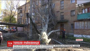 В Николаеве сильный ветрюган повалил дерево на пятиэтажку