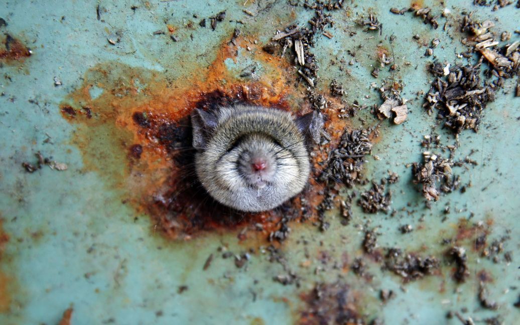 Голову крысы видно в дырке ведра для мусора в Бруклинском районе Нью-Йорка, США. / © Reuters