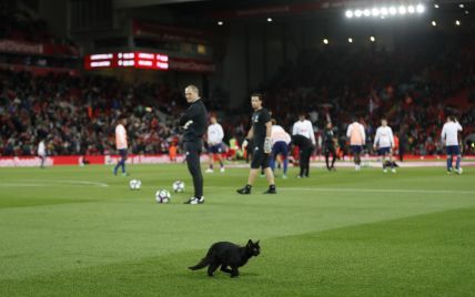Чорний кіт став зіркою Twitter під час матчу "Ліверпуль" - "Манчестер Юнайтед"