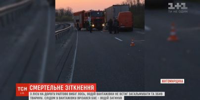 Вследствие двойной аварии на трассе Киев-Чоп погибли мужчина и лось