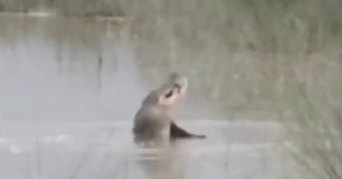 Нападение крокодила на ребенка / Фото: Rare Shot News