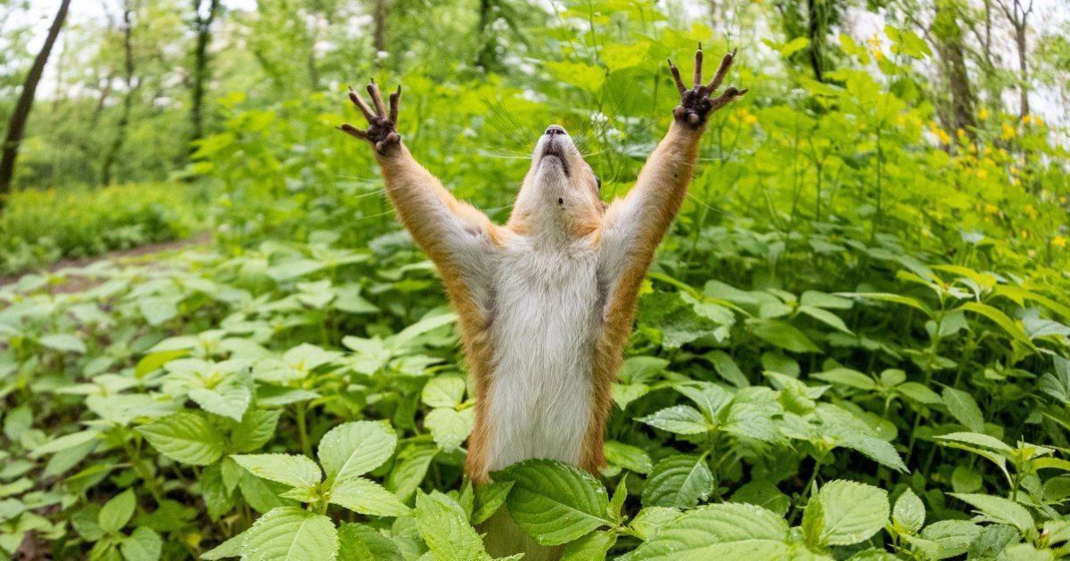 Білку-павука зафільмували на Тернопільщині: тварина мчала стіною поліклініки