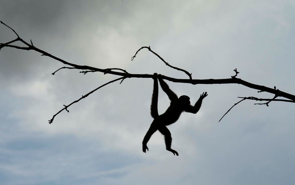 Білкова мавпа у природному парку в Нуева Лой, Еквадор. / © Reuters