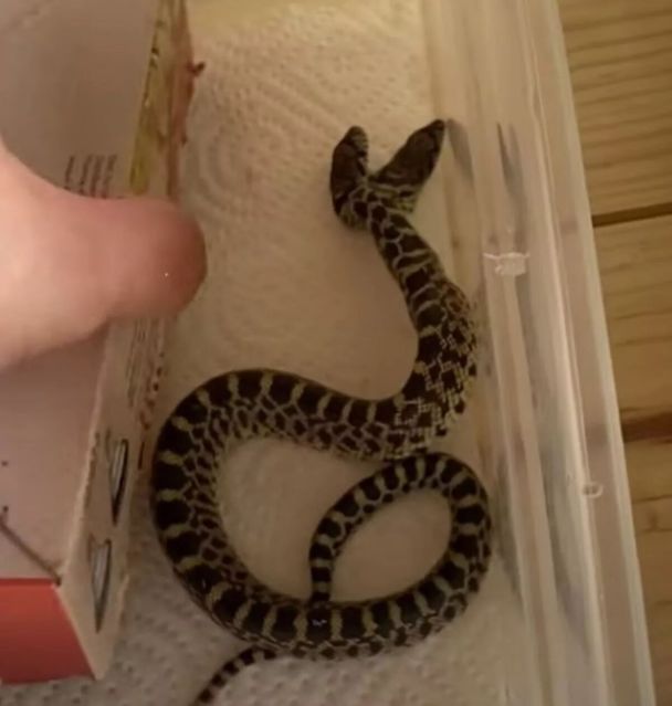 Двухголовая змея / Фото: ADJexotics