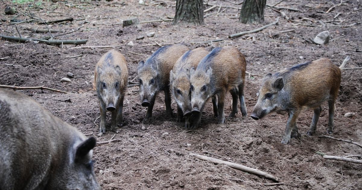 В Техасе хотят травить диких кабанов, поскольку те каждый год наносят ущерб на 50 миллионов долларов