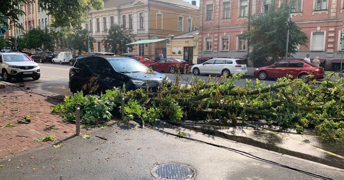 дерево