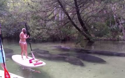 Юзеров Сети покорило видео со стаей ламантинов, которые плавают прямо под туристами
