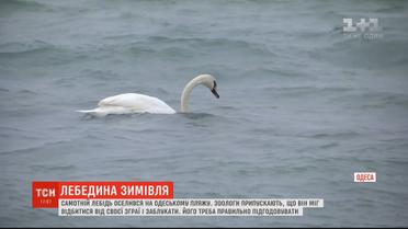 Відбився і заблукав: на одеському пляжі зимує самотній лебідь