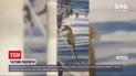 Соцсетями ширится необычное видео родов морского конька в сиднейском аквариуме