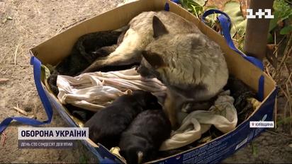 Собака 5 місяців на руїнах чекала господарів з евакуації - щемлива історія