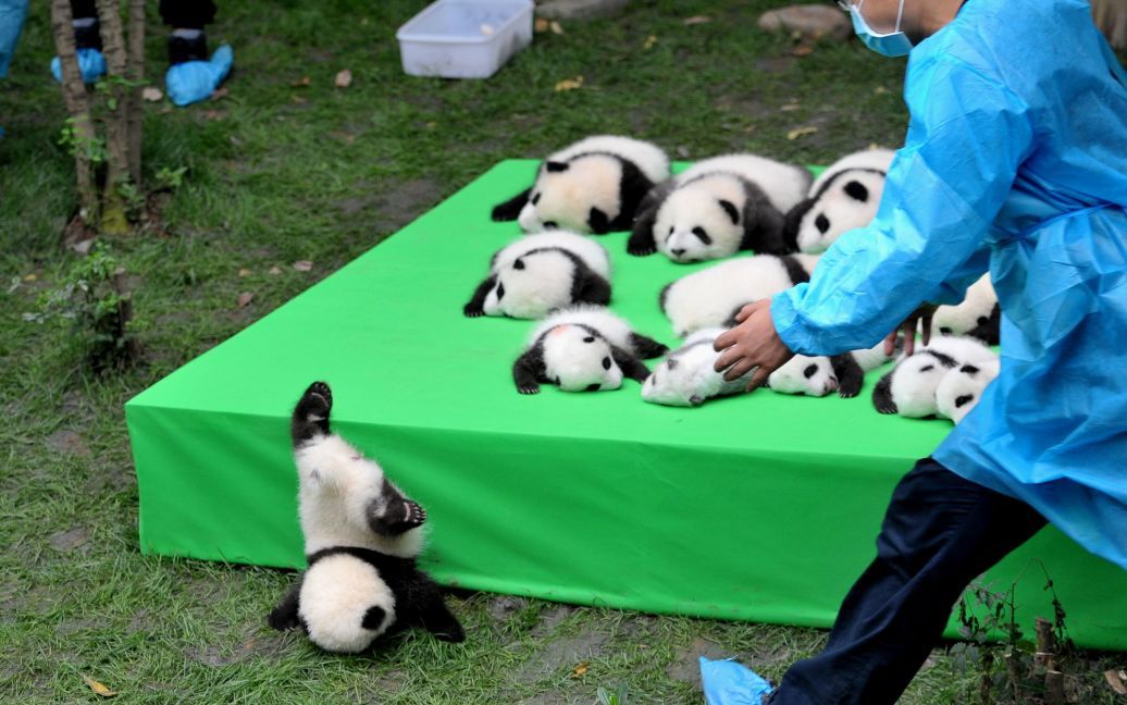 Детеныш гигантской панды падает со сцены, на которой расположились 23 детеныша гигантских панд, рожденных в 2016 году, во время выставки в научно-исследовательском центре в городе Чэнду, Китай. / © Reuters