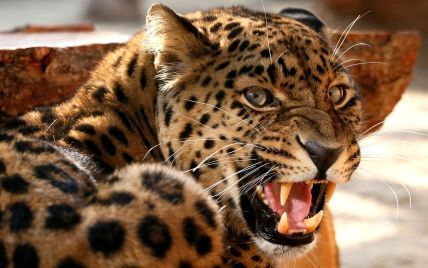 В Мариуполе из зоопарка депутата сбежал леопард: владелец зверинца утверждает, что это был кот