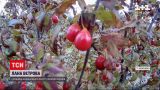 Новости Украины: в Запорожской области выращивают рекордно большой кизиловый сад