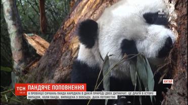 Двух детенышей родила панда в провинции Сычуань