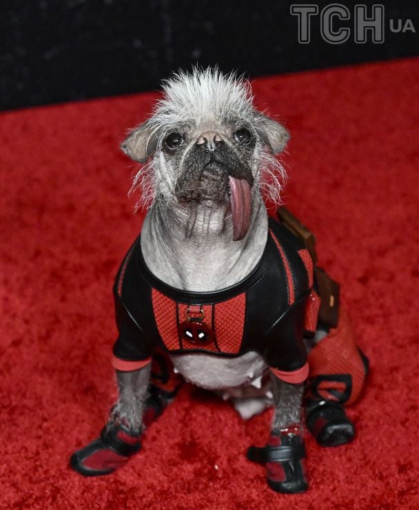 Догпул / © Associated Press