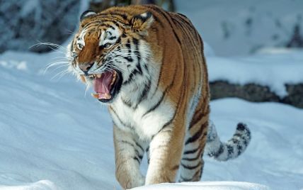 Под Москвой разгуливал тигр: видео