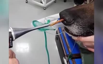 В Хорватии с носа собаки вытащили 10-сантиметровую палку