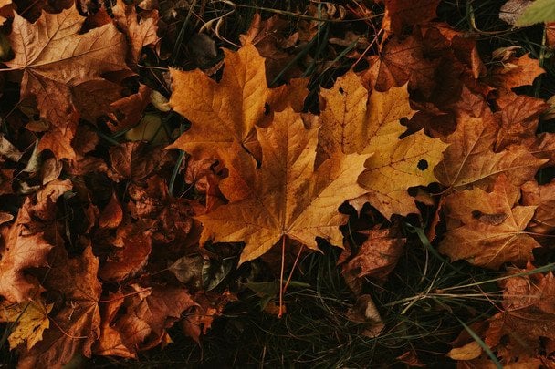 Народні прикмети 1 вересня / © pexels.com