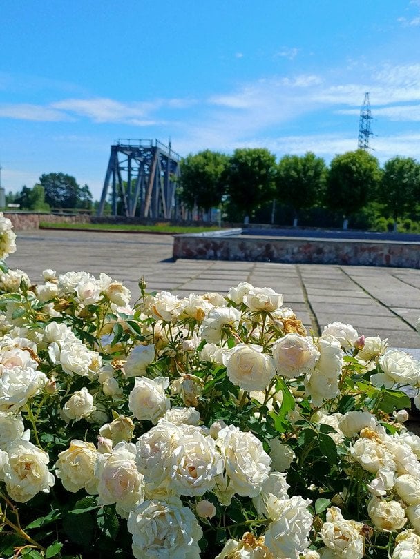 Квіти на території Чорнобильської АЕС / © Державне агентство України з управління зоною відчуження