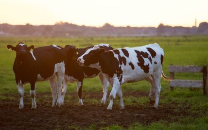 У Шотландії виявили коров’ячий сказ – востаннє його спалах розвалив сільське господарство Британії
