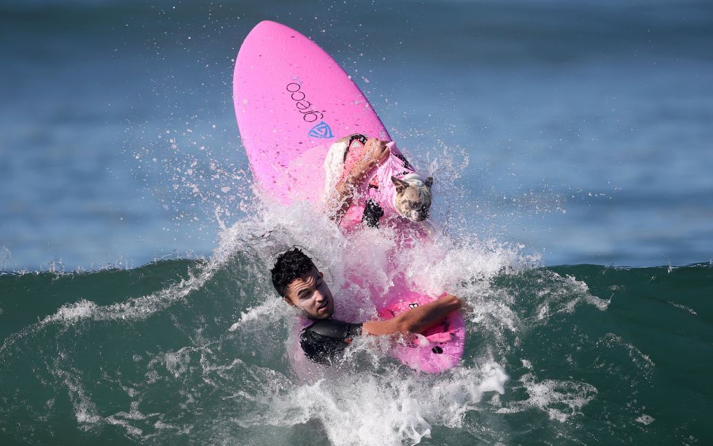Собака плывет на доске для серфинга во время соревнований Surf City Surf Dog в Хантингтон-Бич, Калифорния, США. / © Reuters