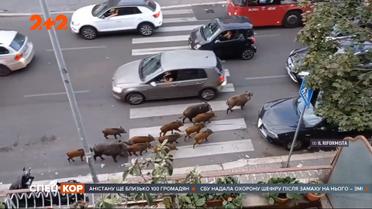 Свиньи захватили Рим: животные выходят целыми семьями прямо на улицы города