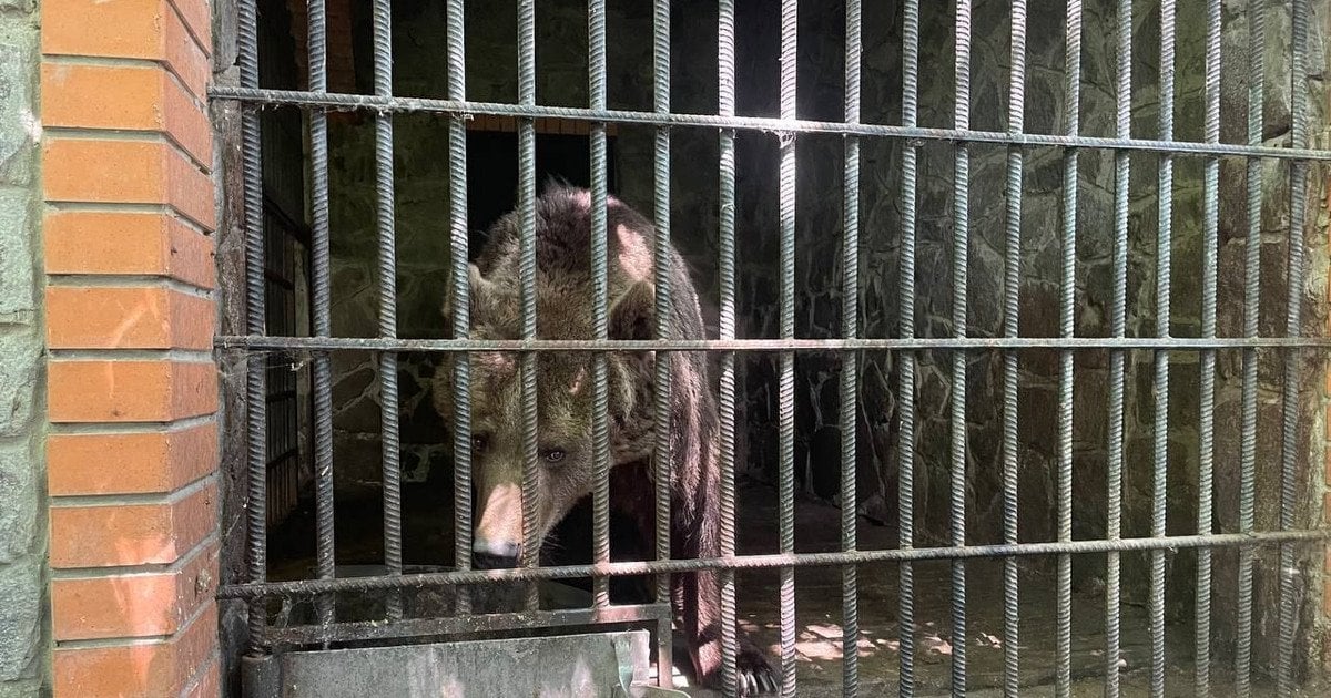 Медведицы закрыты в тесных грязных вольерах