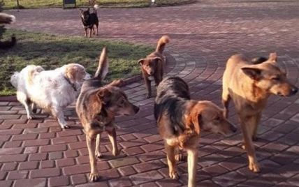 В Вороньковской громаде на Киевщине проведут эвтаназию бродячих собак и кошек: что известно