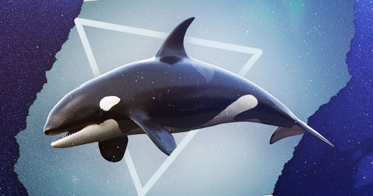 Учатся у "бабушек", переживают климакс и играются с добычей. Что делает косаток уникальными хищниками