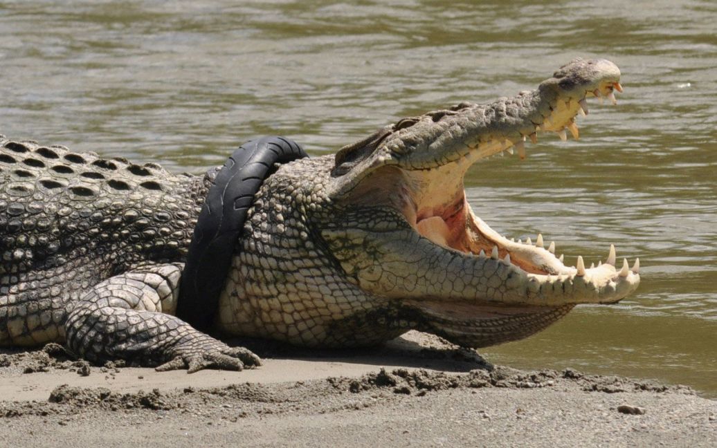 Крокодил с шиной мотоцикла вокруг его шеи на реке в Палу, провинция Центральный Сулавеси, Индонезия. Местные жители подозревают, что шина была выброшена в реку в качестве мусора и стала ловушкой для крокодила. / © Reuters