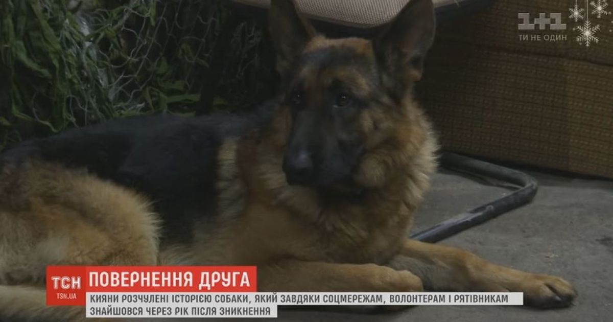 Удивительное возвращение: киевлянин нашел своего пса спустя год после загадочного исчезновения