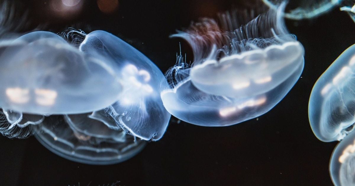 Британские исследователи разработали "роботов-медуз" для сканирования морского дна