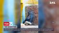 В столичном зоопарке горилла Тони разорвал подаренный на рождественские праздники плед