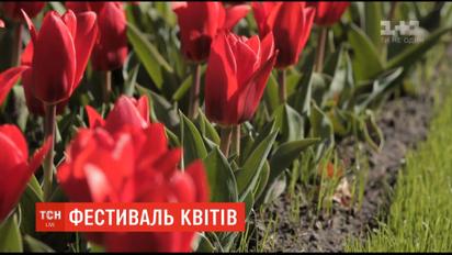 Фестиваль квітів у Нідерландах не cкасовується - його проведуть через відеозв'язок