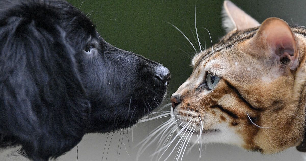 Собака та кіт