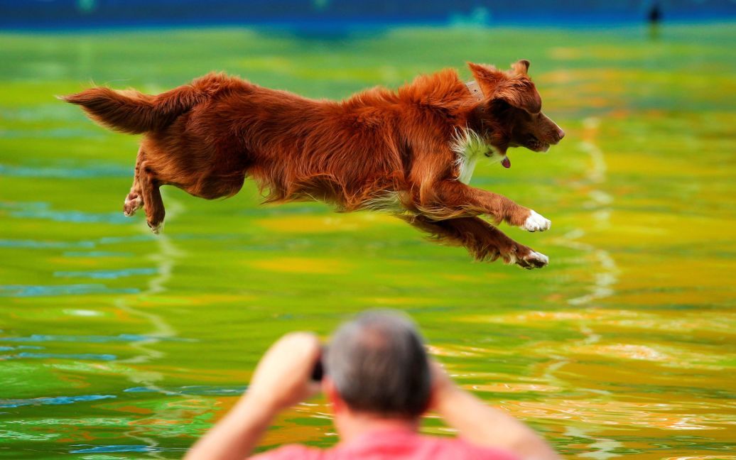 Собака прыгает в бассейн во время соревнований "Летающие собаки" в городе Камник, Словения. / © Reuters