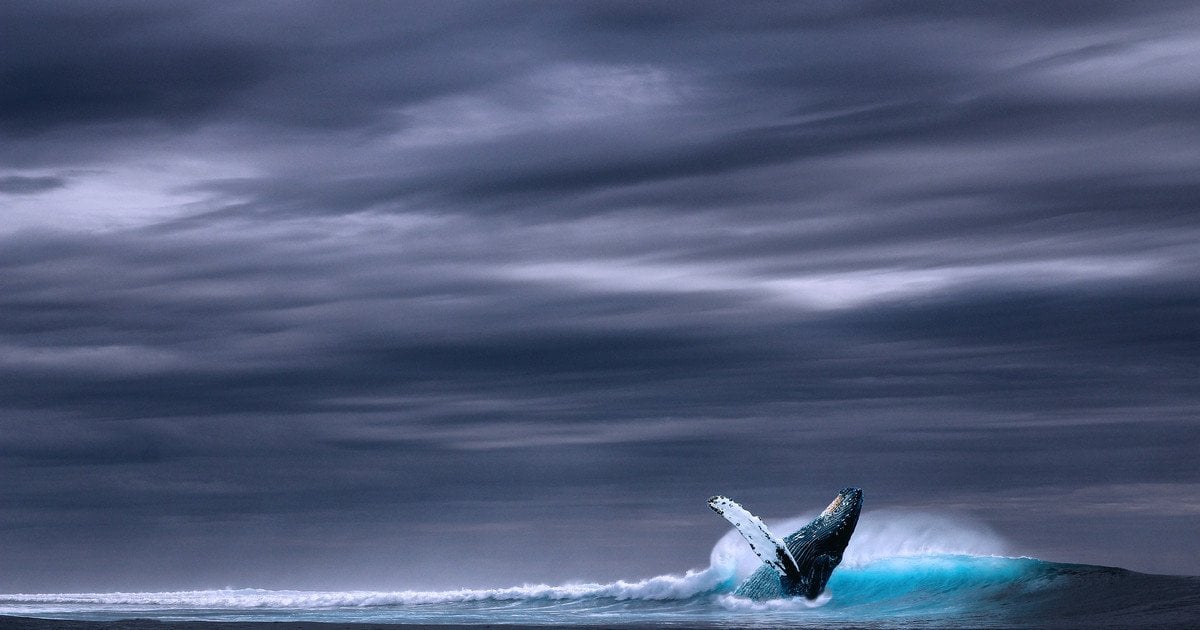Вперше в історії науковці сфотографували живого рідкісного гінкгозубого кита (фото)