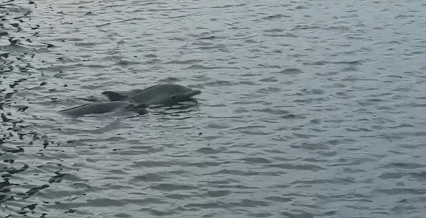 Дельфіни у Данії. / © dr.dk