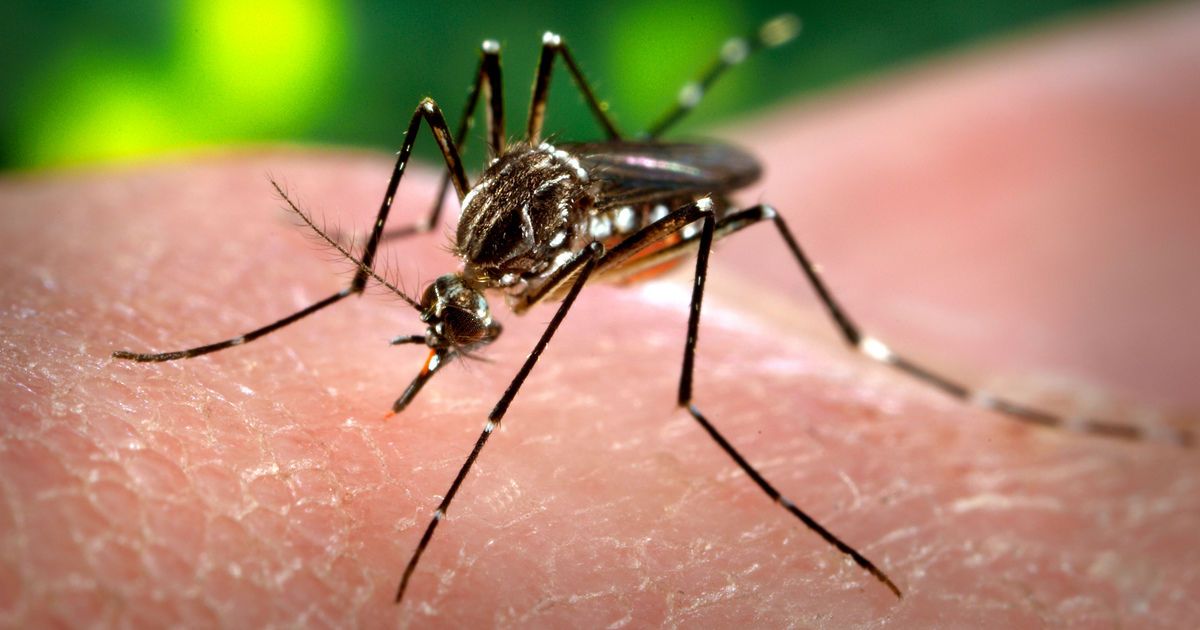 Женщину укусил комар Aedes aegypti, который переносит возбудитель заболевания.