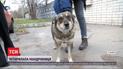 Собака на мосту: в Днепре четырехлапая преодолевает шесть километров, что полаять на переправе
