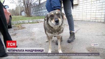 Собака на мосту: у Дніпрі чотирилапа долає шість кілометрів, що погавкати на переправі