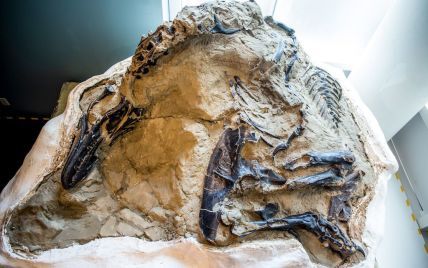 Уникальные скелеты "динозавров-дуэлянтов" выставили в музее впервые после их смертельной схватки 67 млн лет назад