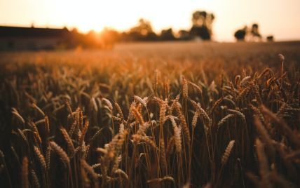Україна пропонує створити міжнародну організацію країн-експортерів зерна